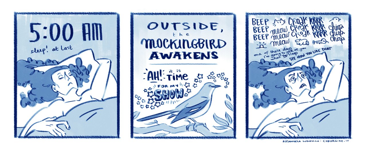 The mockingbird