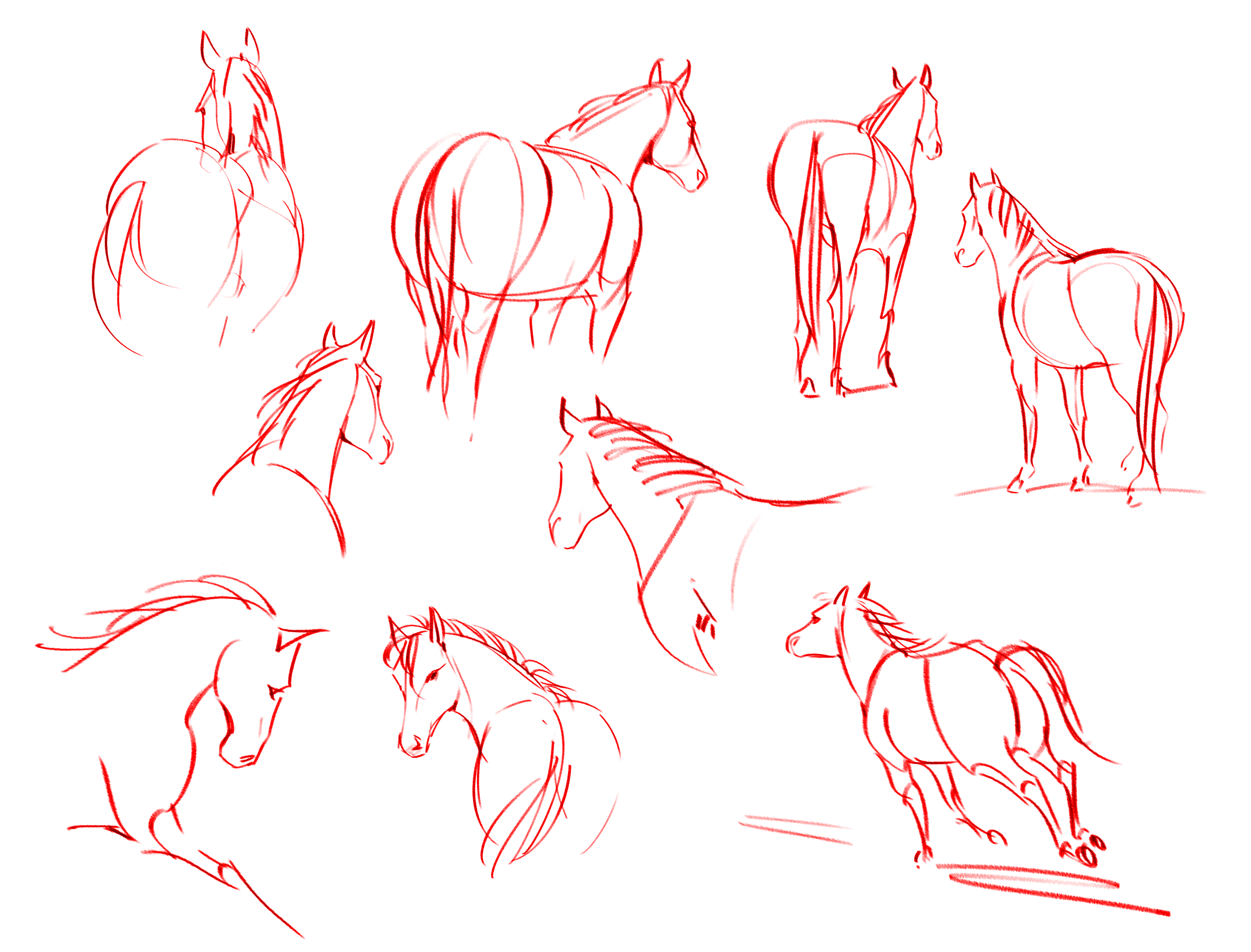 Horse studies